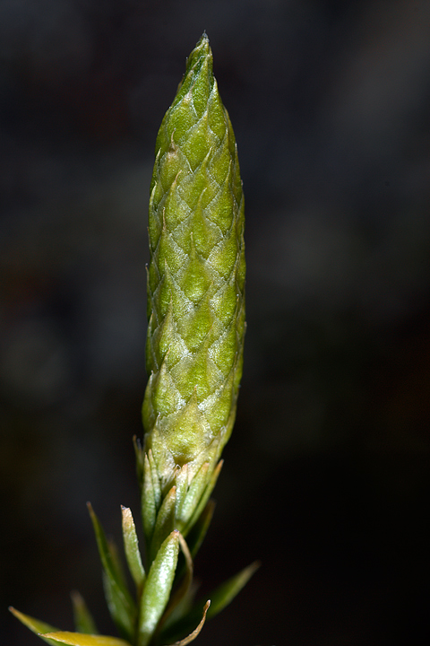 Lycopodium annotinum / Licopodio annotino